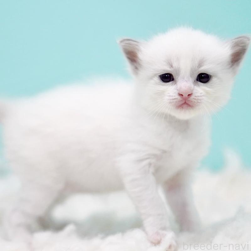 販売中の東京都のラグドール-130373の11枚目