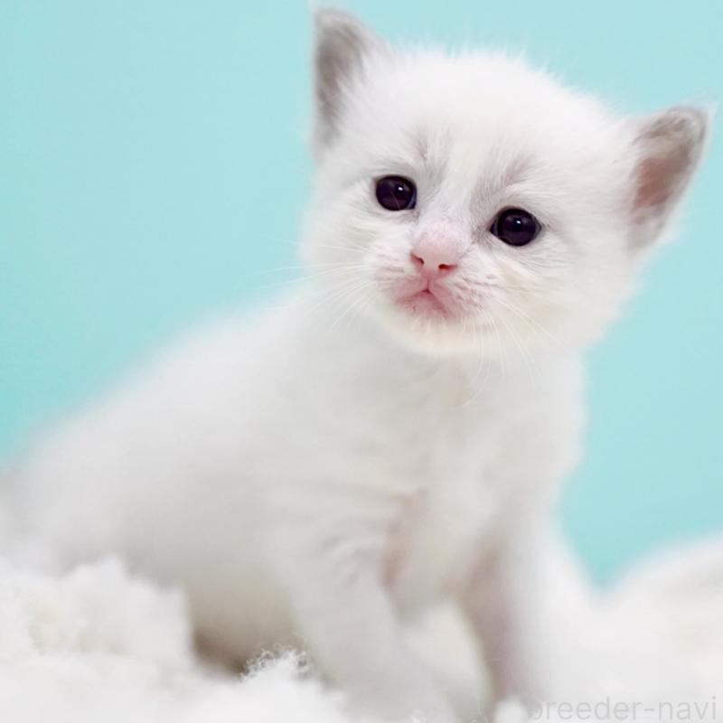 販売中の東京都のラグドール-130373の10枚目