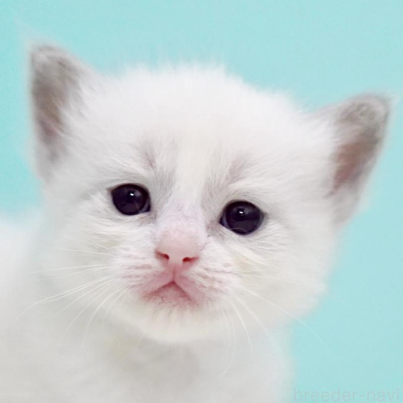 販売中の東京都のラグドール-130373の9枚目