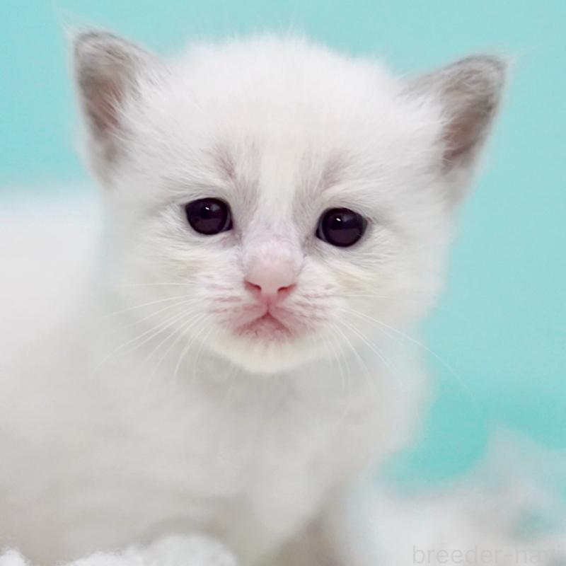 販売中の東京都のラグドール-130373の8枚目