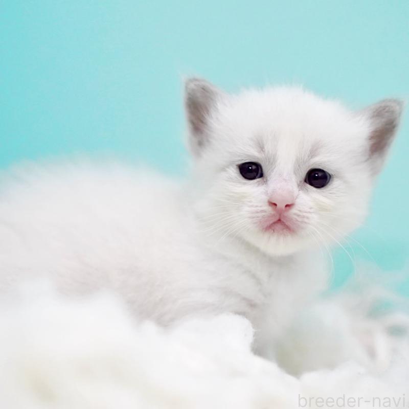 販売中の東京都のラグドール-130373の7枚目