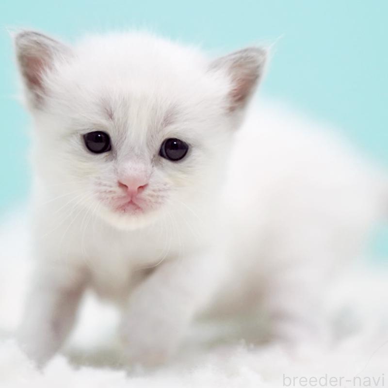 販売中の東京都のラグドール-130373の6枚目