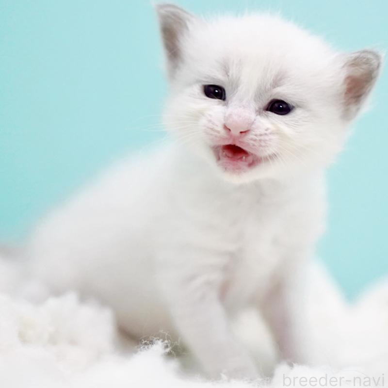 販売中の東京都のラグドール-130373の5枚目