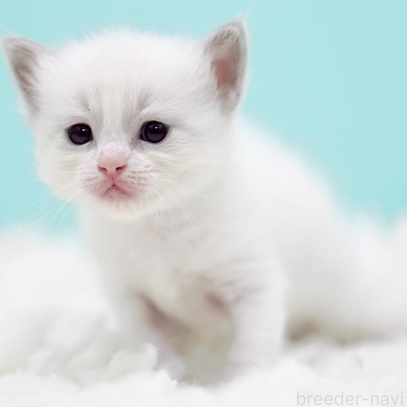 販売中の東京都のラグドール-130373の4枚目