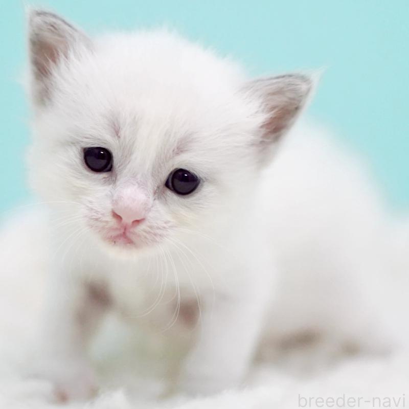 販売中の東京都のラグドール-130373の3枚目