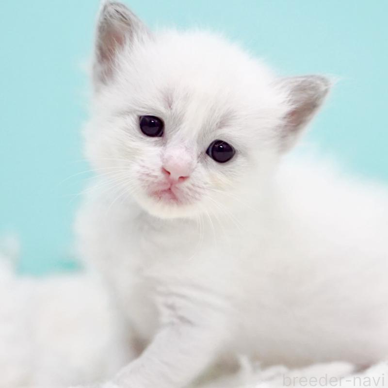 販売中の東京都のラグドール-130373の2枚目