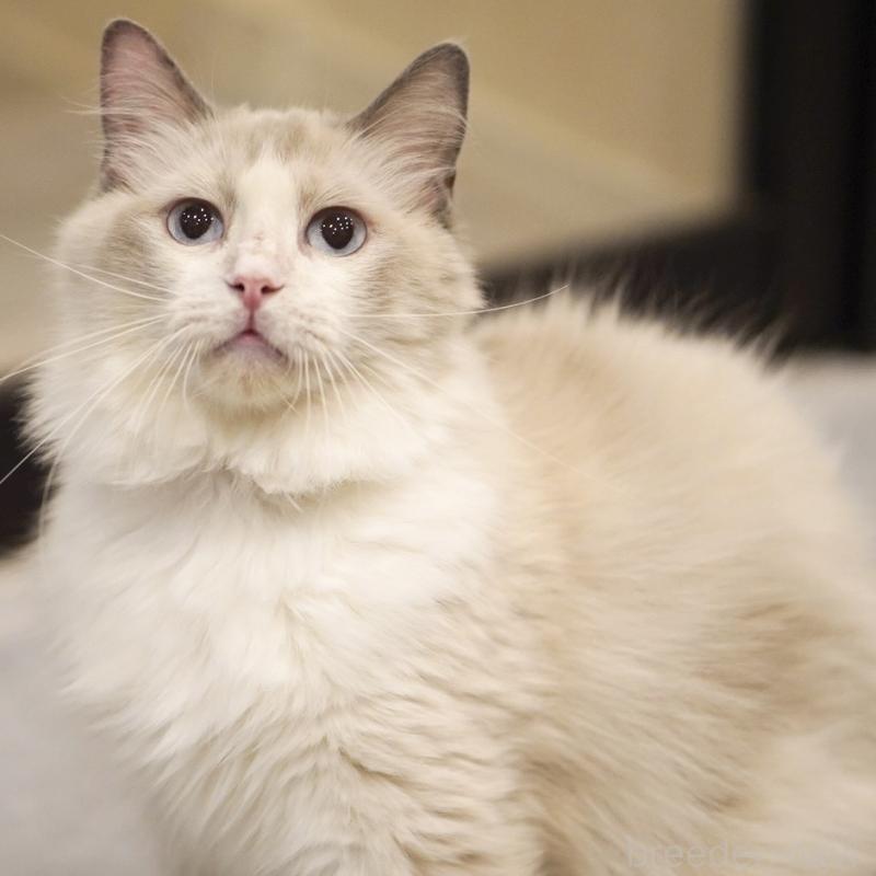 わたちゃん1枚目