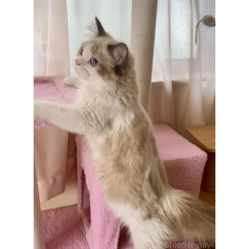 販売中の埼玉県のラグドール-117144の4枚目