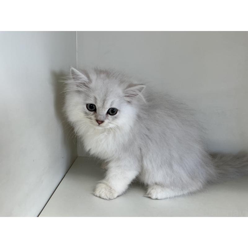 販売中の山形県のペルシャ(チンチラ)-127391の5枚目