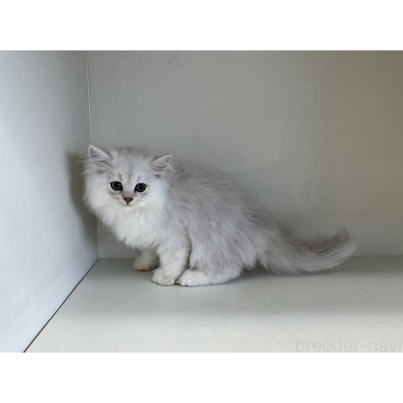 販売中の山形県のペルシャ(チンチラ)-127391の4枚目