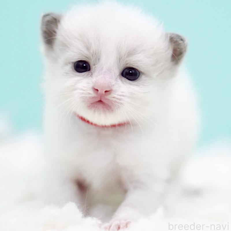 販売中の東京都のラグドール-130374