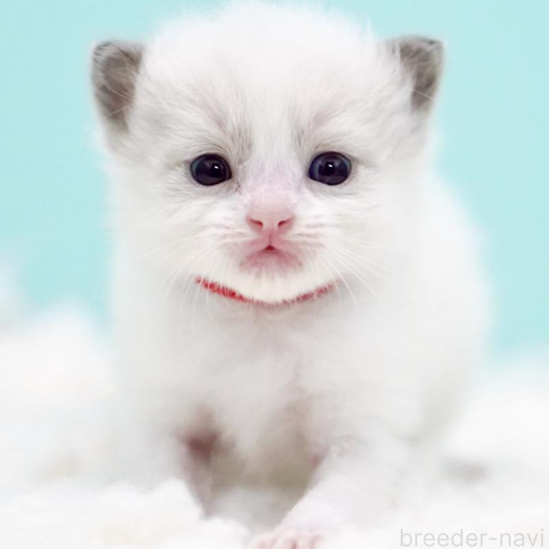 販売中の東京都のラグドール-130374の15枚目