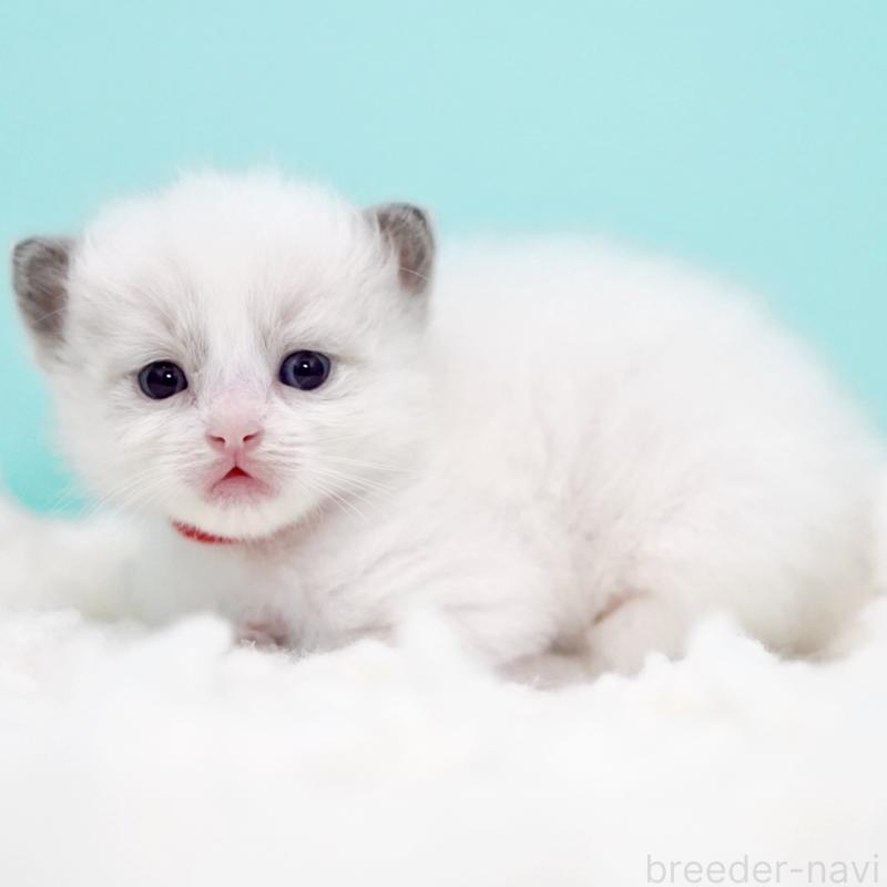 販売中の東京都のラグドール-130374の14枚目