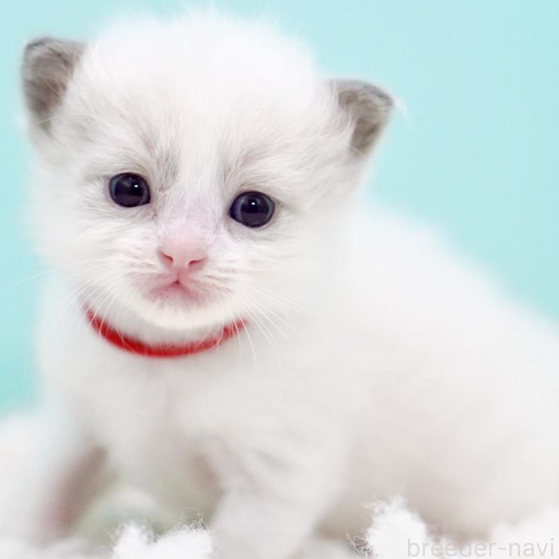 販売中の東京都のラグドール-130374の13枚目