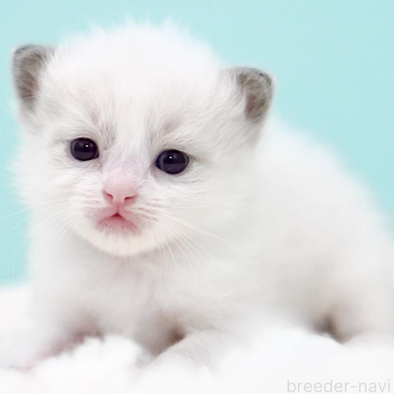 販売中の東京都のラグドール-130374の11枚目