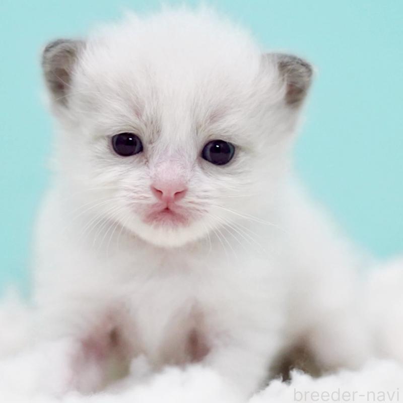 販売中の東京都のラグドール-130374の9枚目