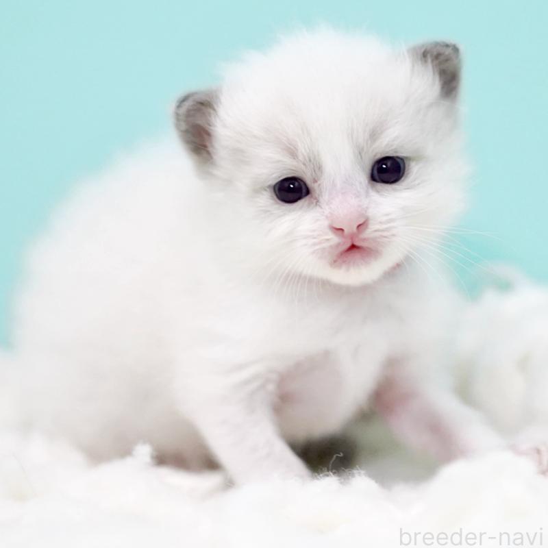 販売中の東京都のラグドール-130374の7枚目