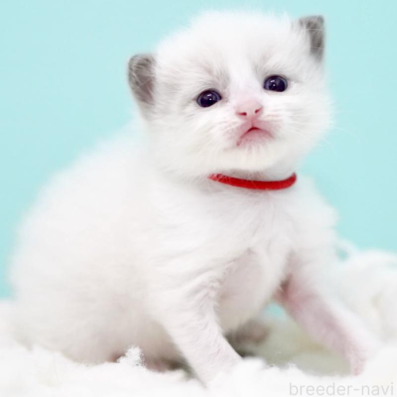 販売中の東京都のラグドール-130374の6枚目