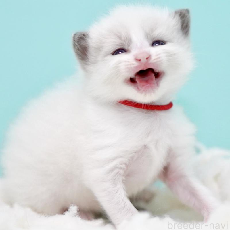 販売中の東京都のラグドール-130374の5枚目