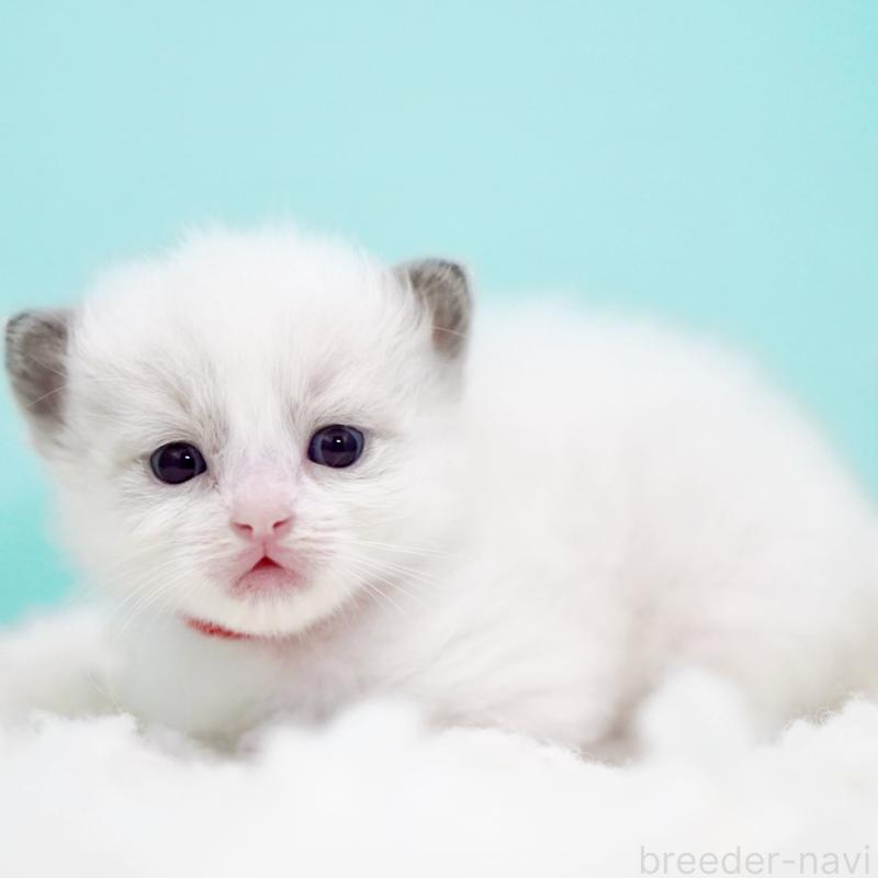 販売中の東京都のラグドール-130374の3枚目