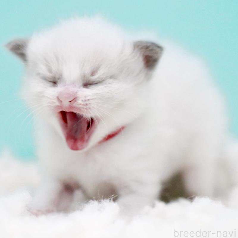 販売中の東京都のラグドール-130374の2枚目