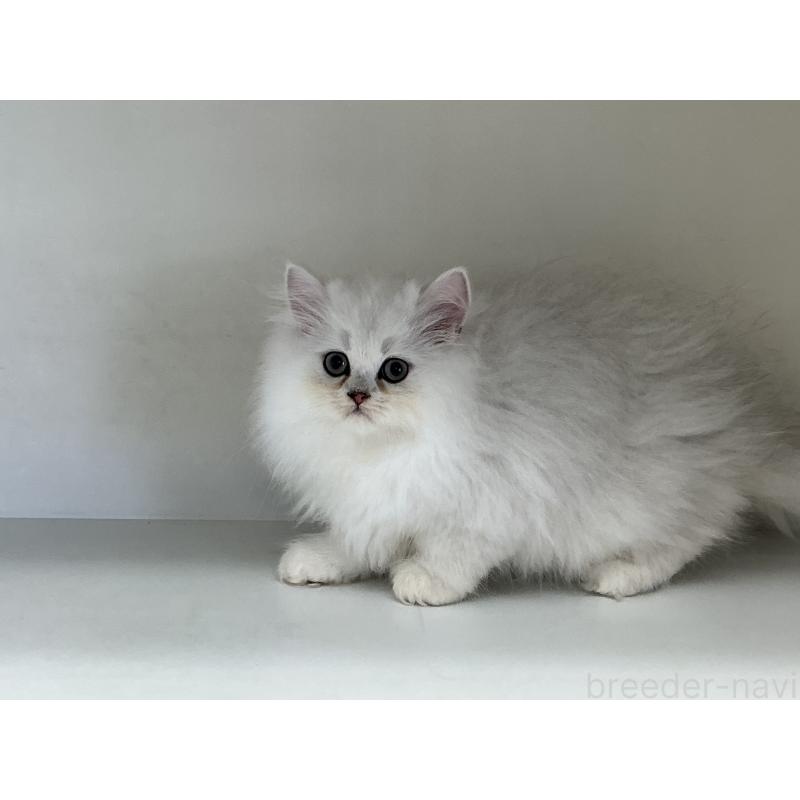 販売中の山形県のペルシャ(チンチラ)-127390の5枚目