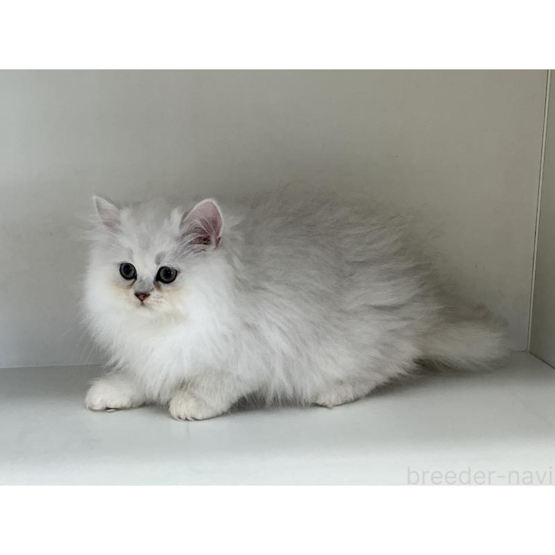 販売中の山形県のペルシャ(チンチラ)-127390の4枚目