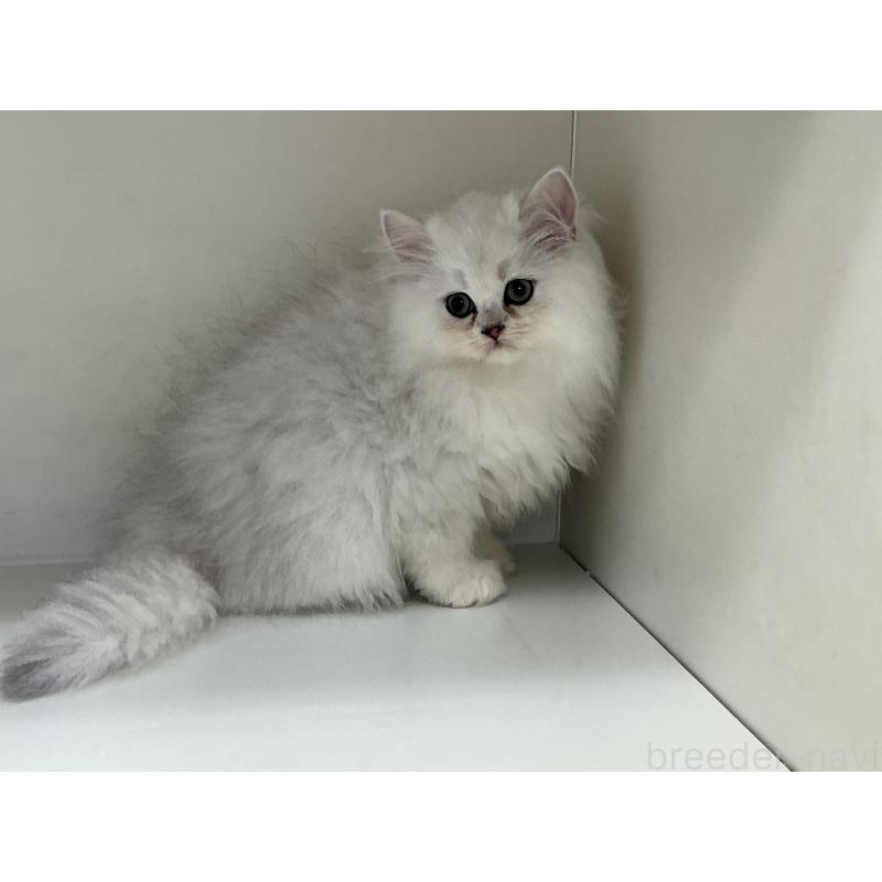 販売中の山形県のペルシャ(チンチラ)-127390の3枚目