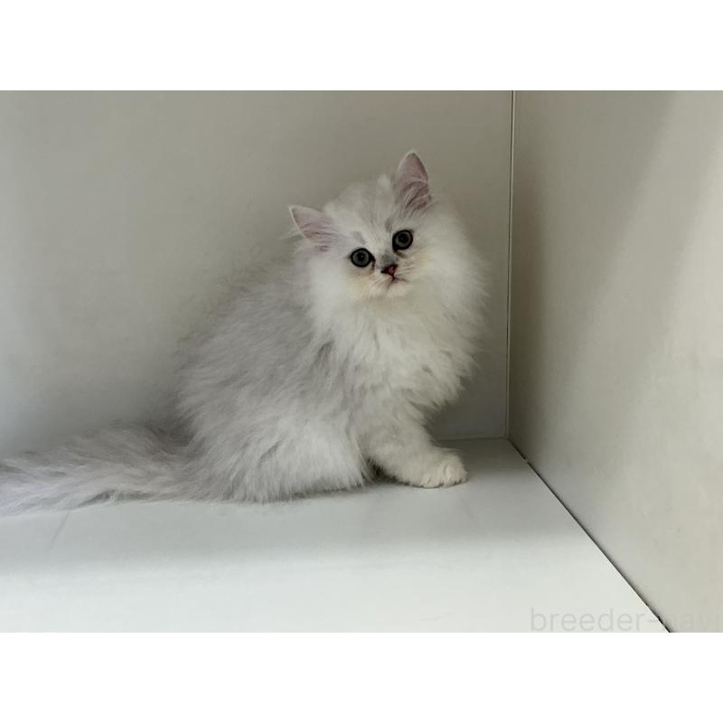 販売中の山形県のペルシャ(チンチラ)-127390の2枚目