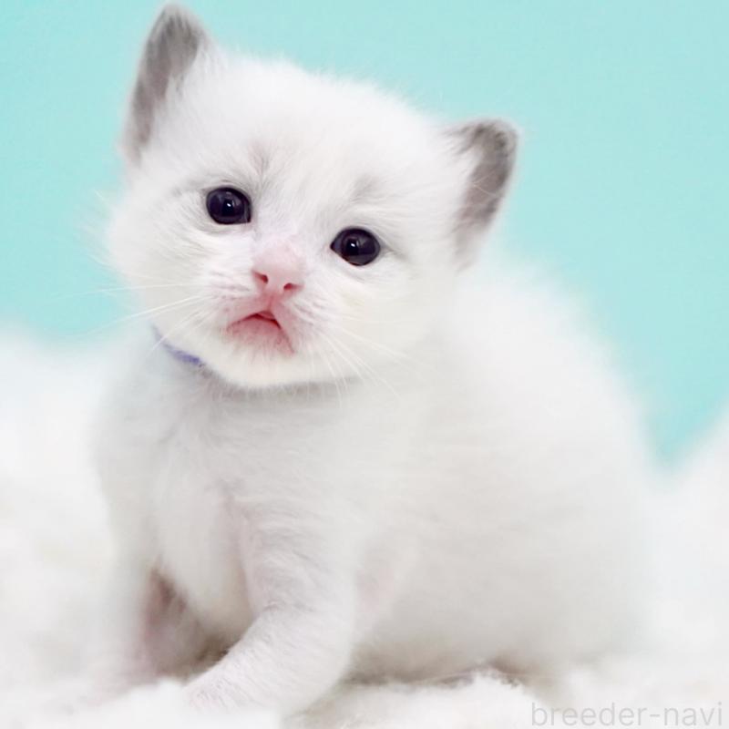 販売中の東京都のラグドール-130375