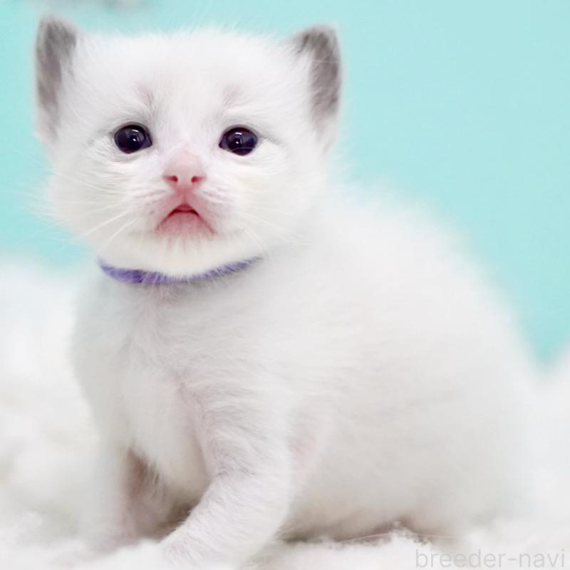 販売中の東京都のラグドール-130375の15枚目