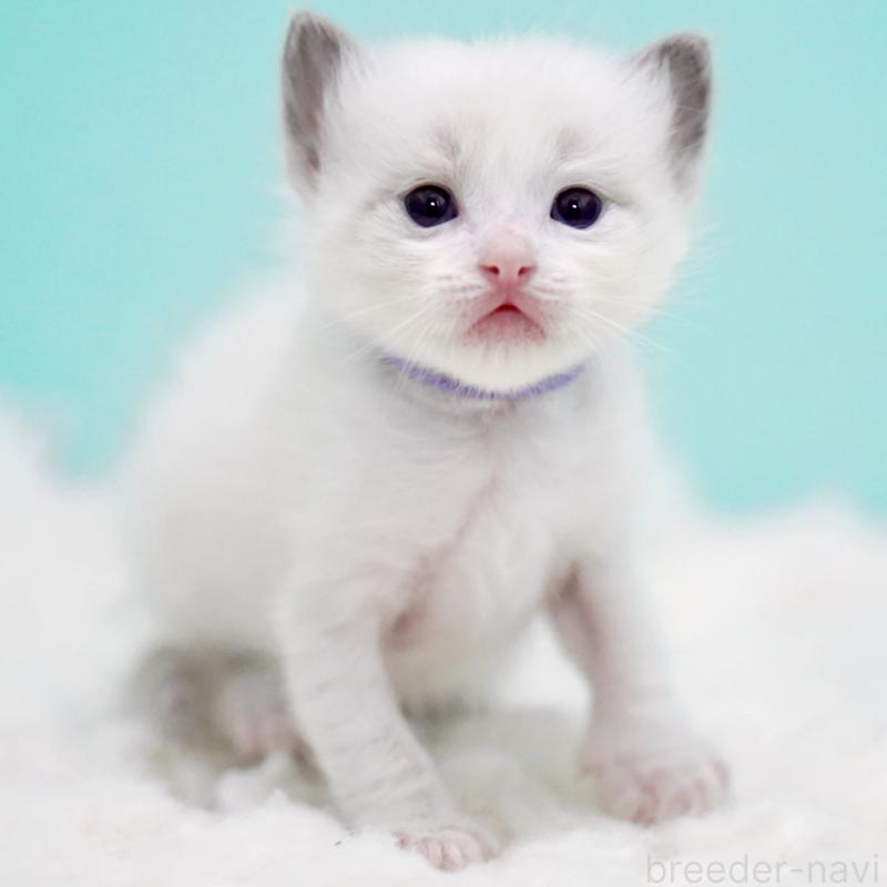 販売中の東京都のラグドール-130375の12枚目