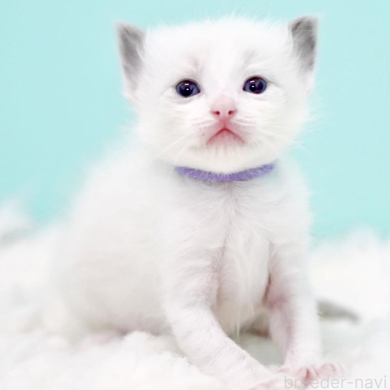 販売中の東京都のラグドール-130375の11枚目