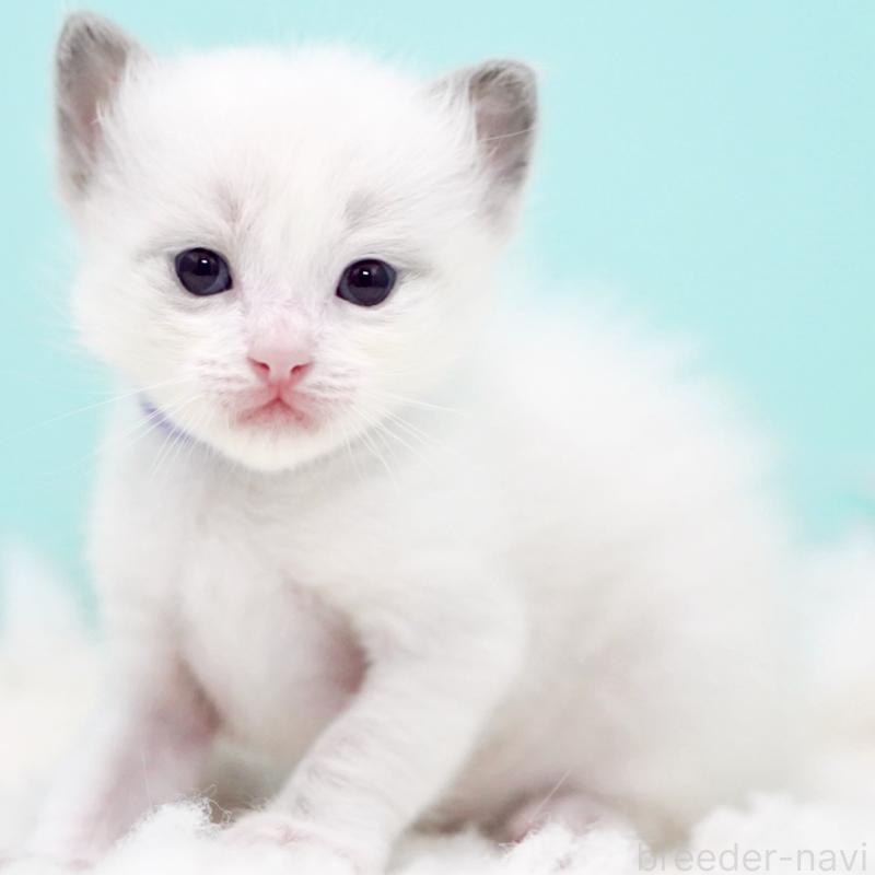 販売中の東京都のラグドール-130375の9枚目