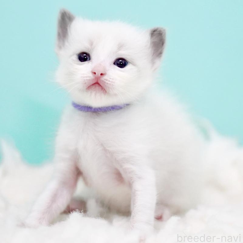 販売中の東京都のラグドール-130375の7枚目