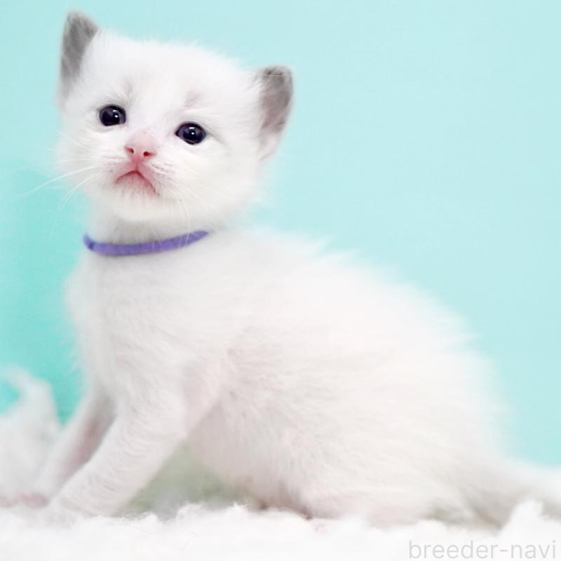 販売中の東京都のラグドール-130375の5枚目