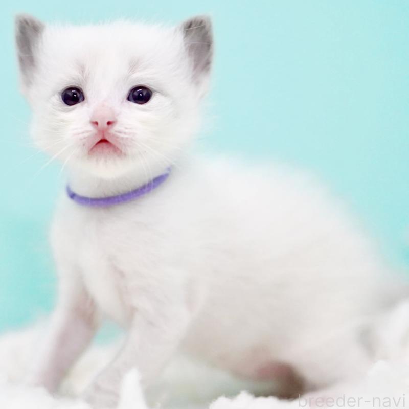 販売中の東京都のラグドール-130375の4枚目