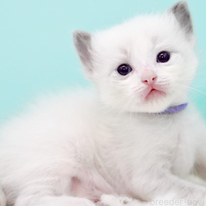 販売中の東京都のラグドール-130375の3枚目