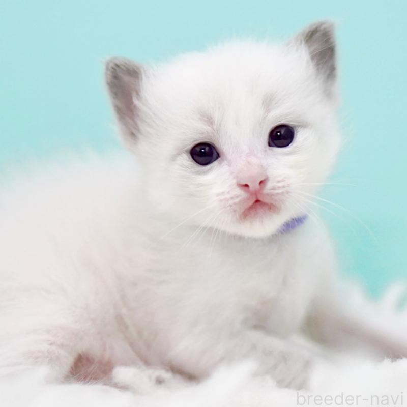 販売中の東京都のラグドール-130375の2枚目