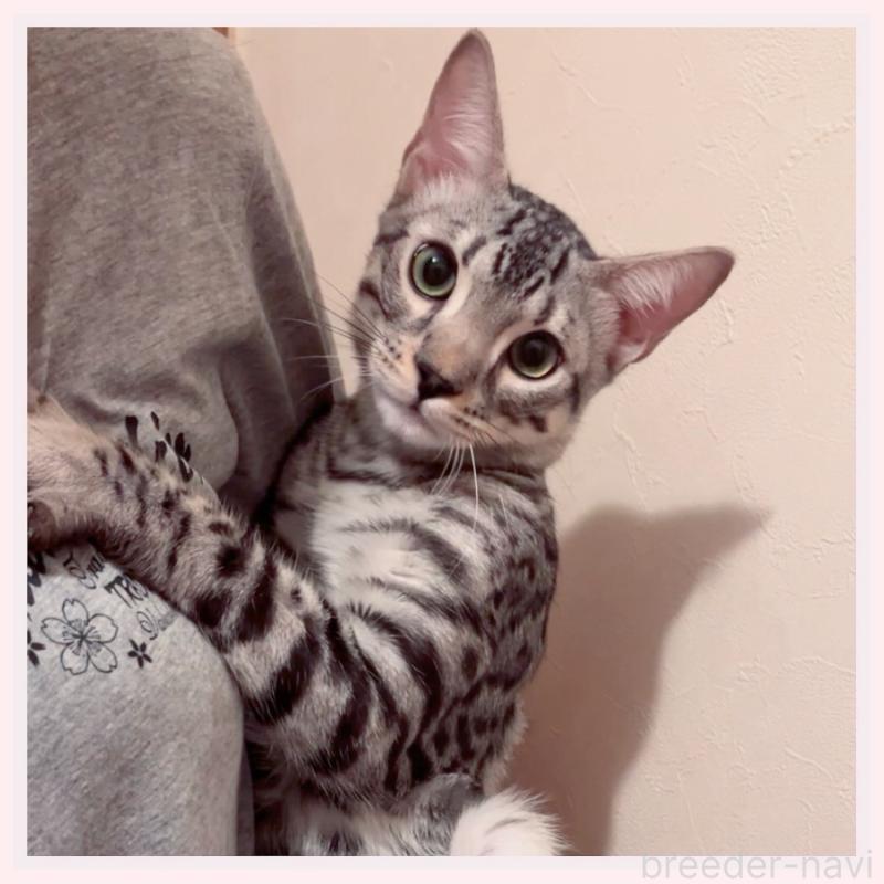 販売中の群馬県のベンガル-120599