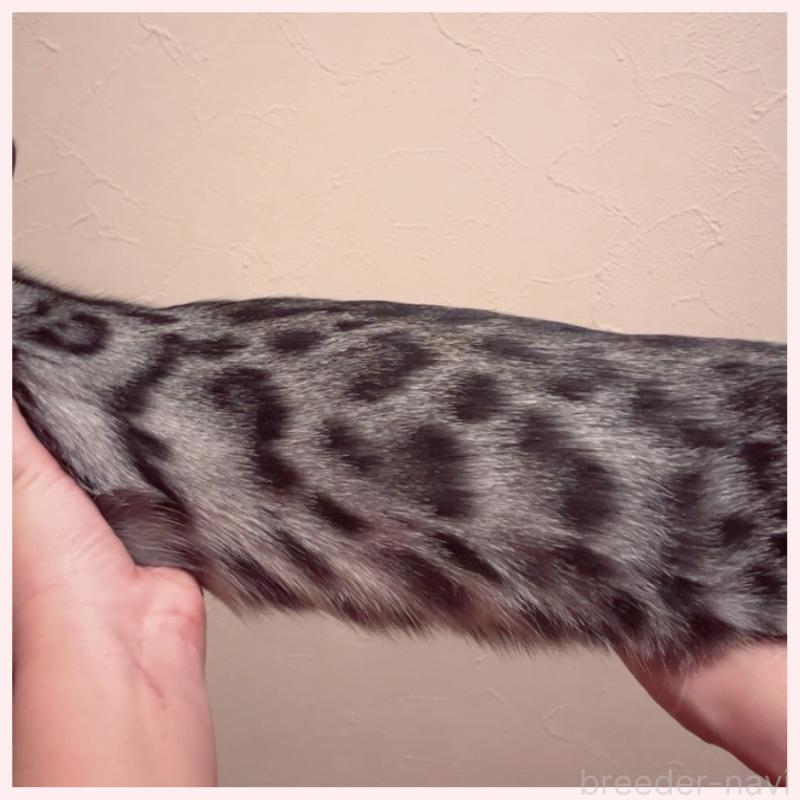 販売中の群馬県のベンガル-120599の3枚目