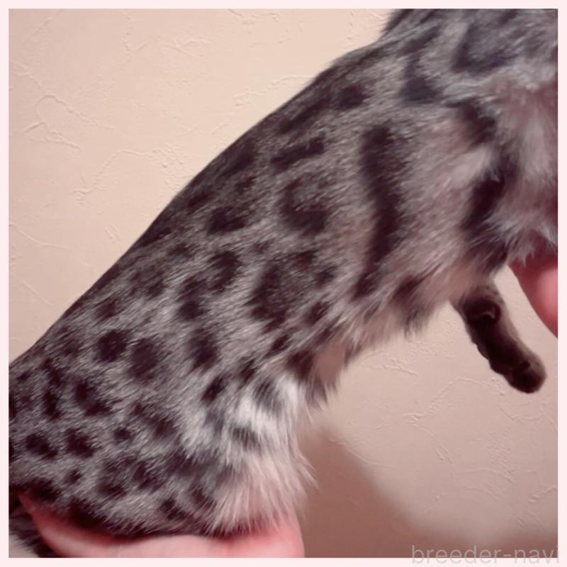 販売中の群馬県のベンガル-120599の2枚目