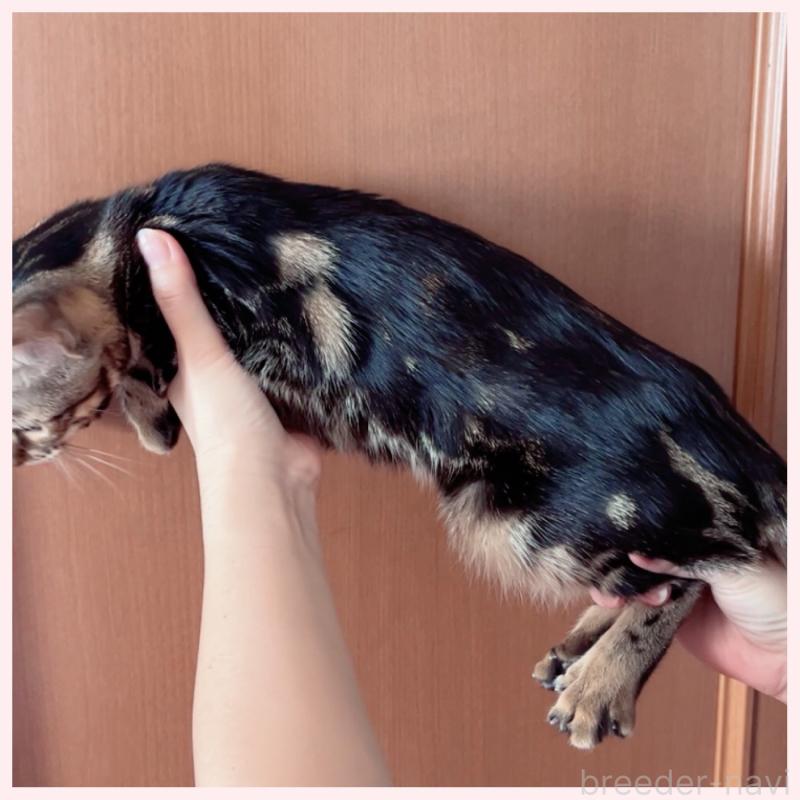 販売中の群馬県のベンガル-120598の3枚目