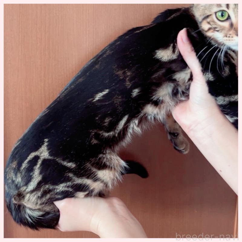 販売中の群馬県のベンガル-120598の2枚目