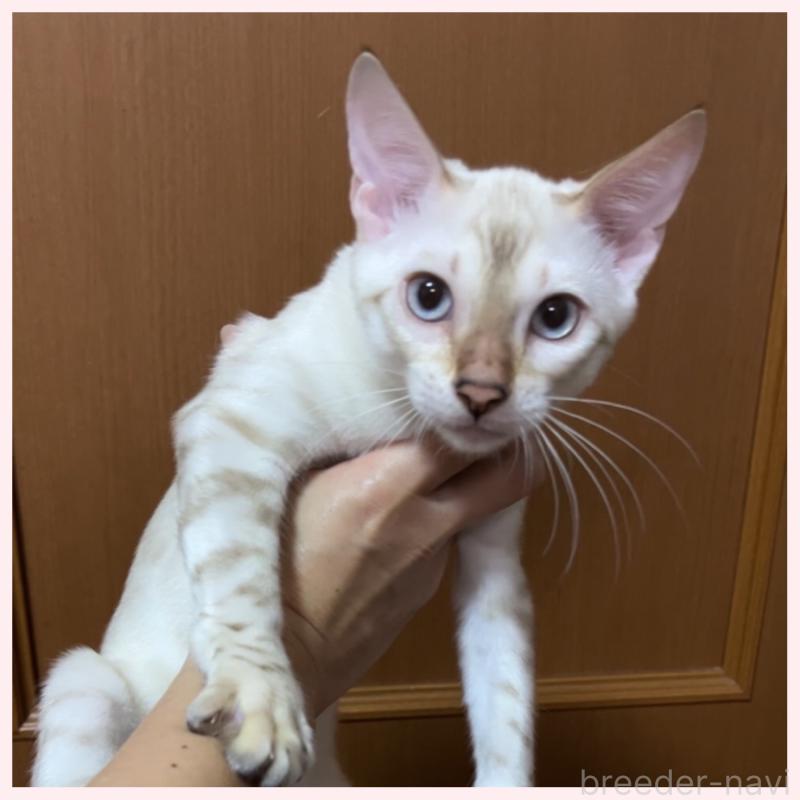 販売中の群馬県のベンガル-124772