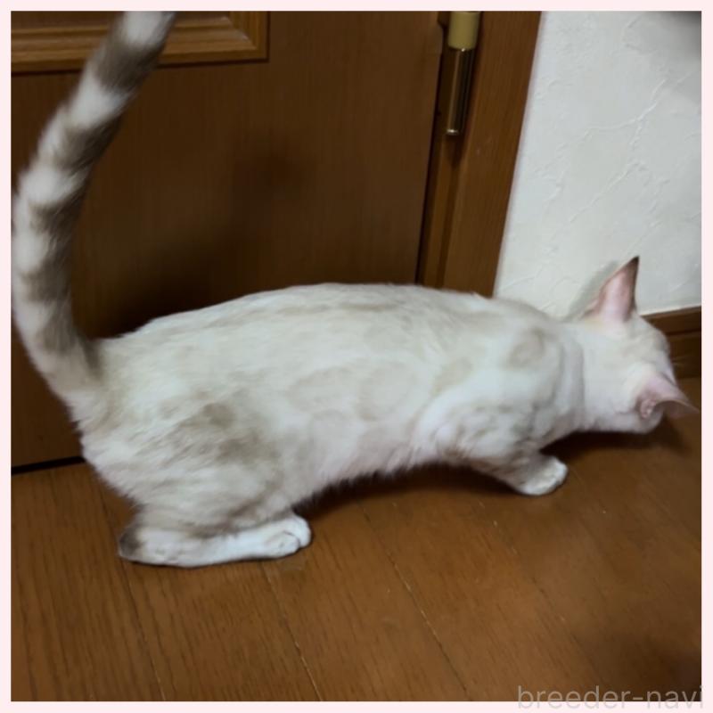 成約済の群馬県のベンガル-124772の3枚目