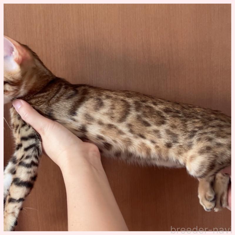 商談中の群馬県のベンガル-124773の3枚目