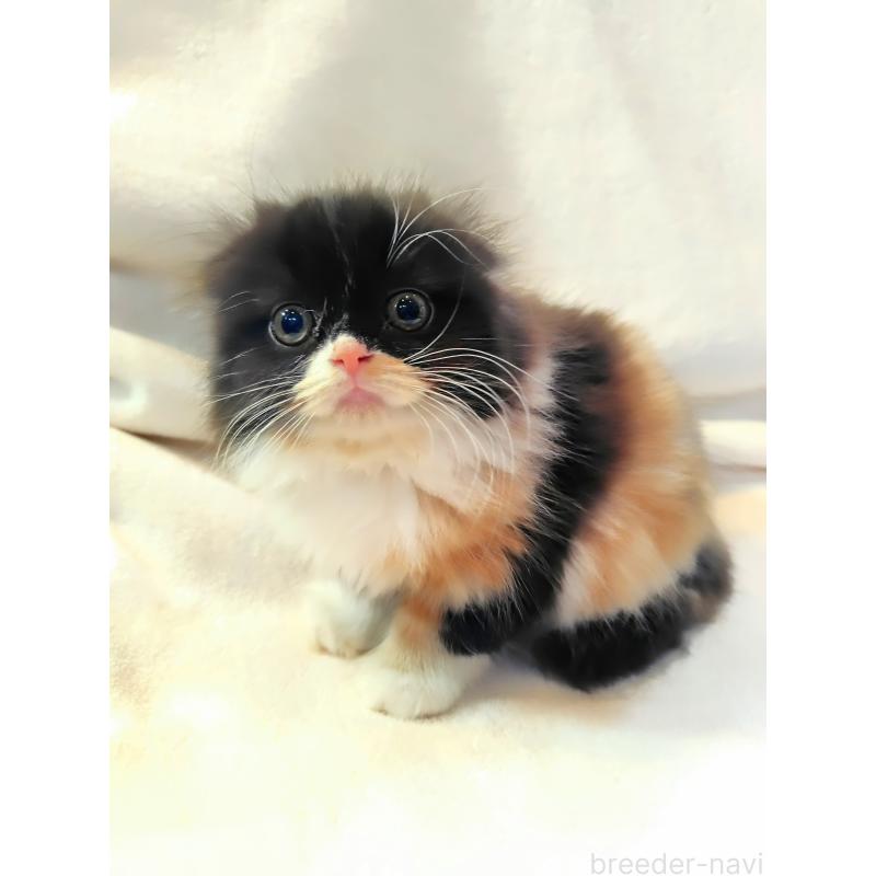 成約済の東京都のスコティッシュフォールド(折れ耳)-129808の3枚目