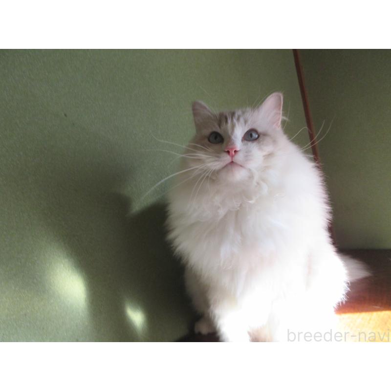 販売中の大分県のラグドール-100779の9枚目