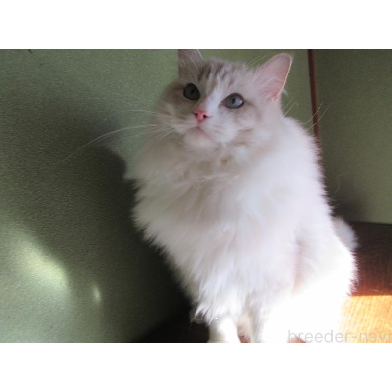 販売中の大分県のラグドール-100779の8枚目